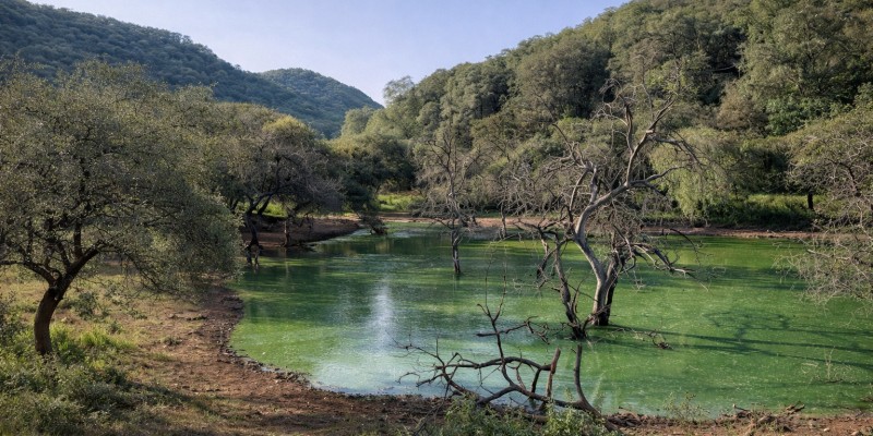 Tiger Reserve in Sariska