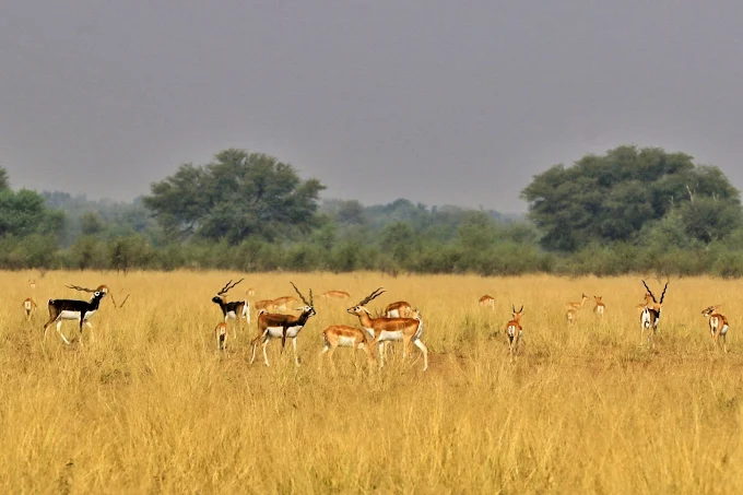 Tal Chhapar Sanctuary