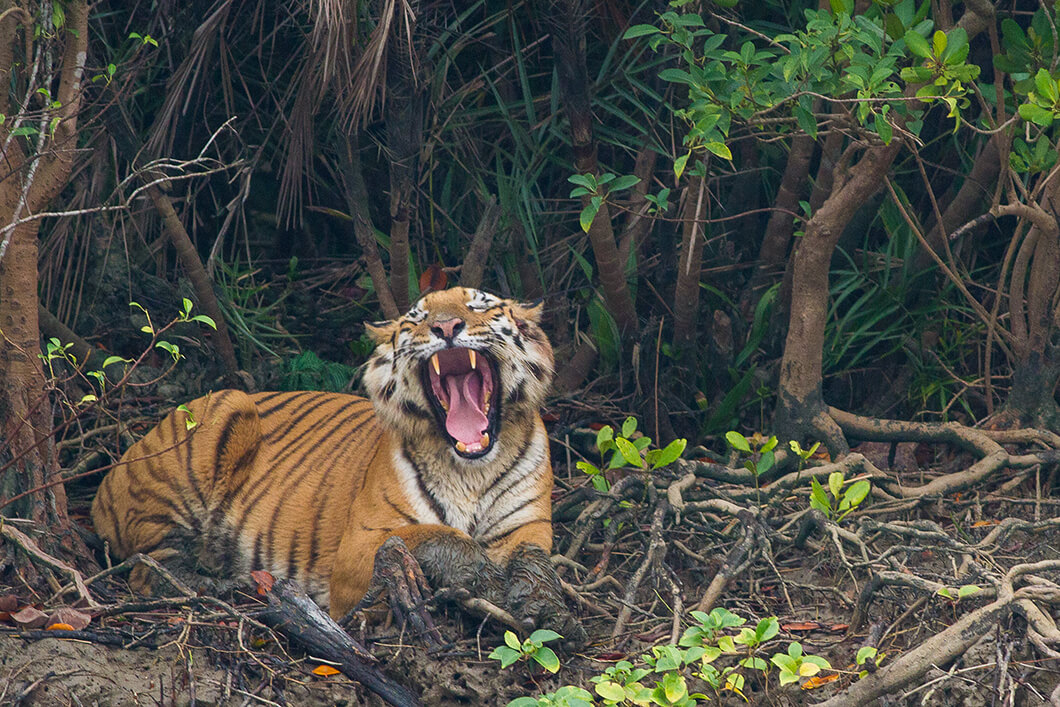 Bengal_Tiger_in_Sundarban